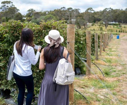 Winery Tours Services Austin: Luxury Hill Country Rides