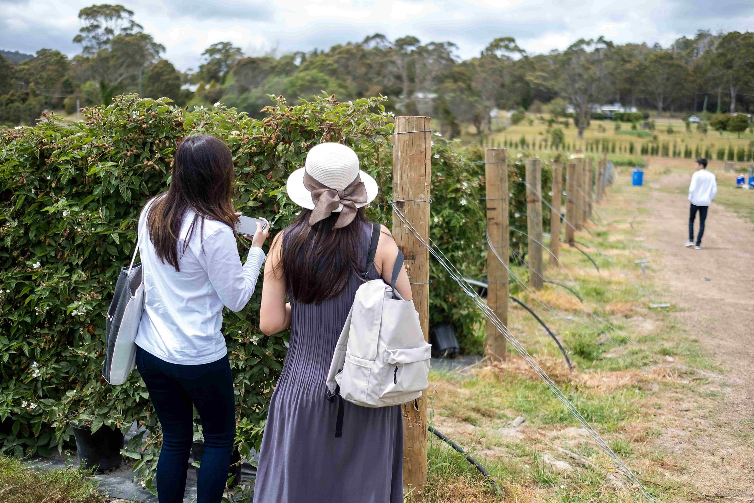 Winery Tours Services Austin: Luxury Hill Country Rides